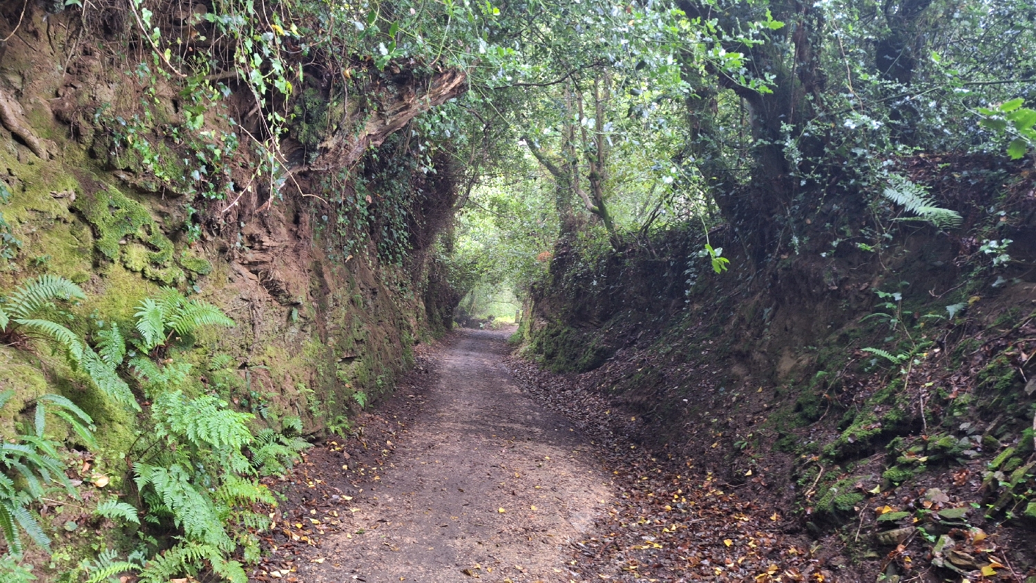 Camino del Norte, erdei út