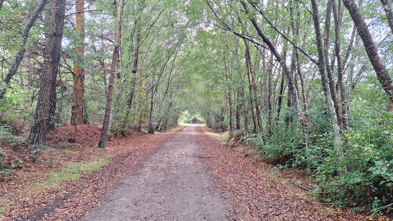 Camino del Norte, erdei út