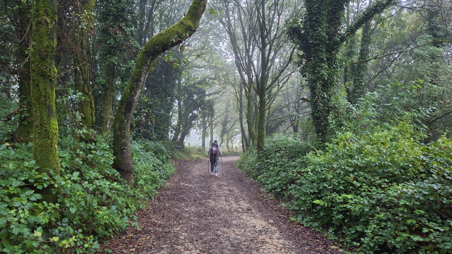 Camino del Norte, később már szép kis erdőben