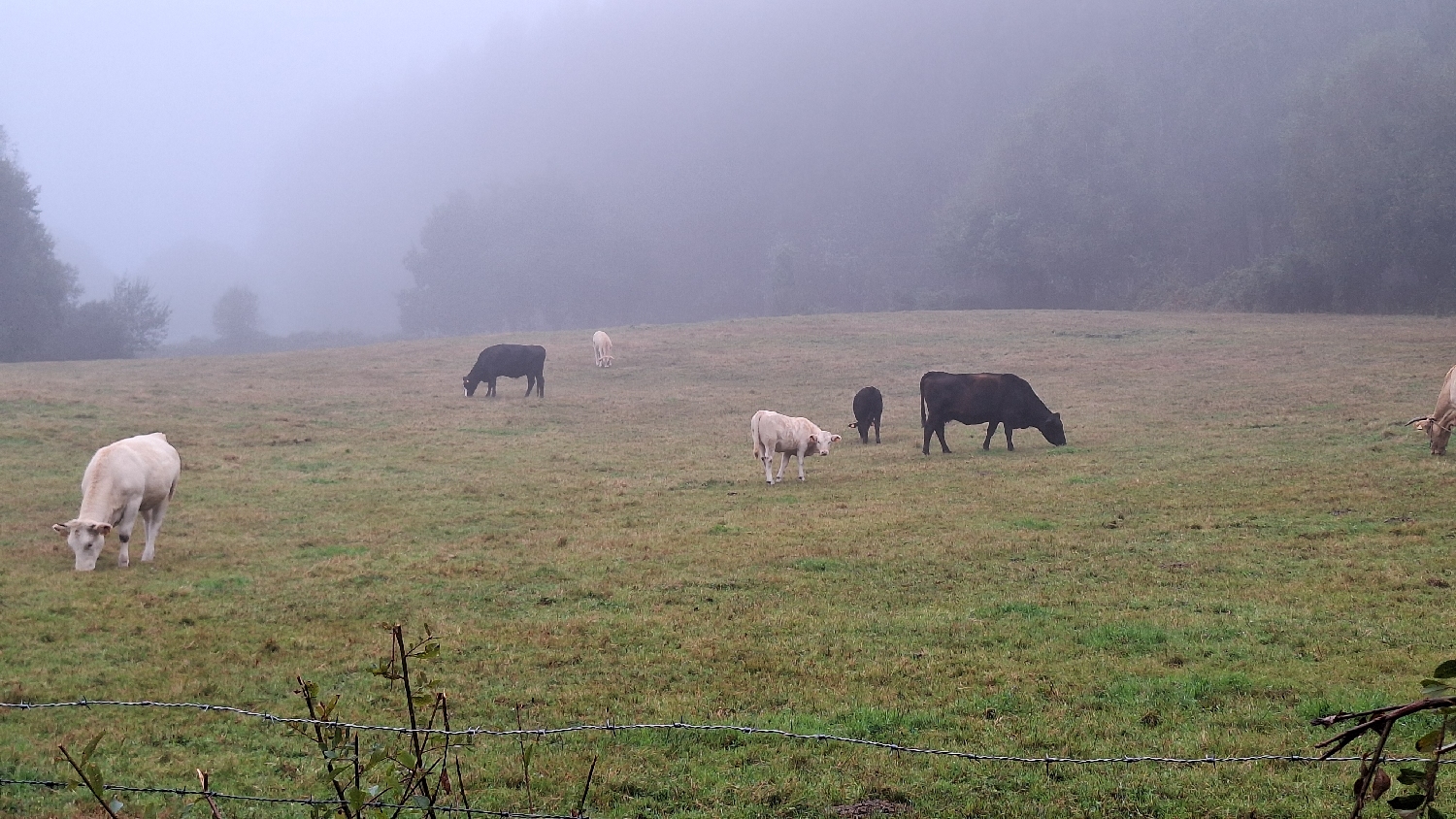 Camino del Norte, köd ült a tájra, de a teheneket ez nem zavarta