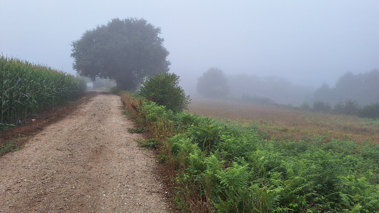 Camino del Norte, még mindig köd