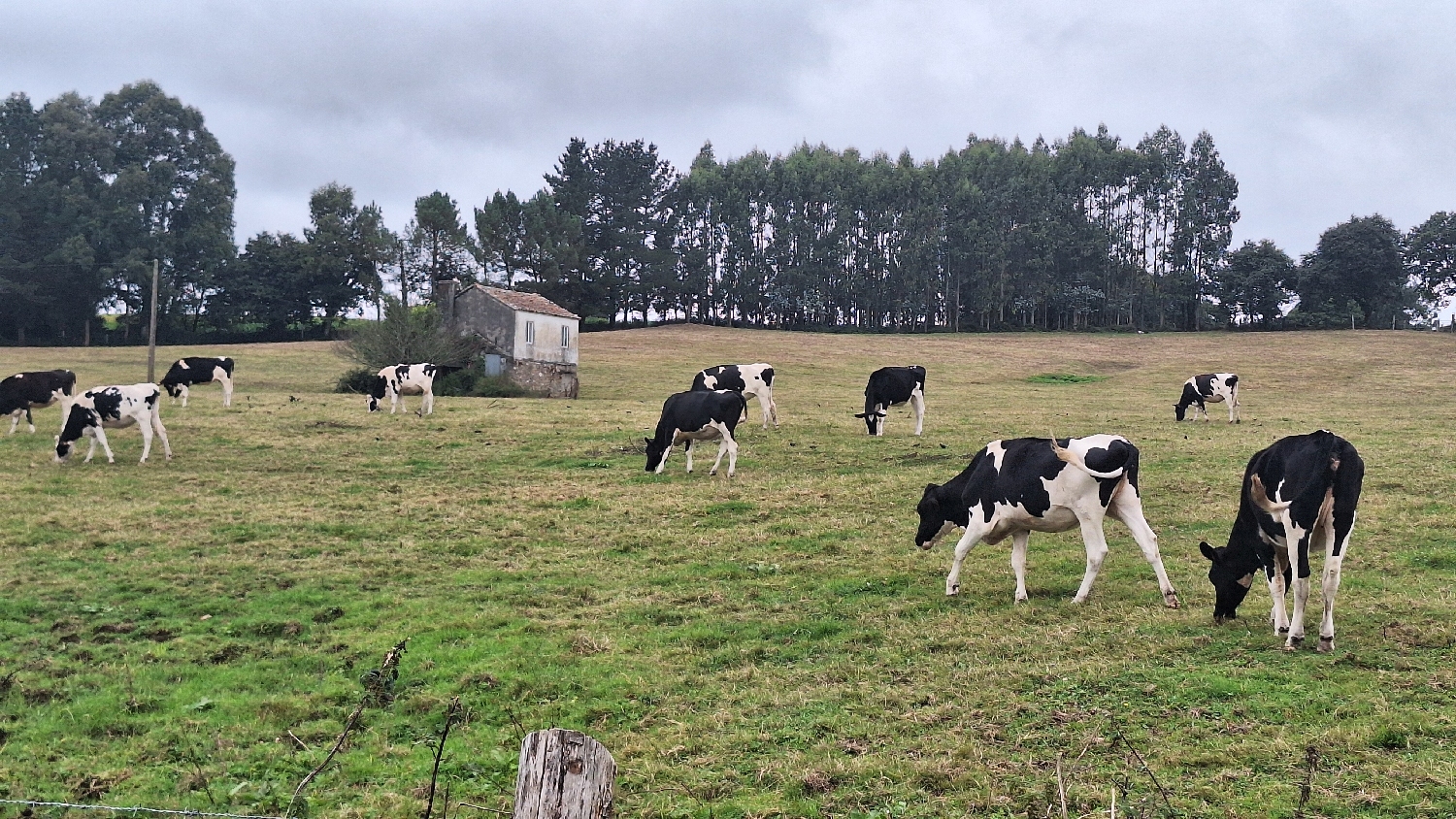 Camino del Norte, tehenek