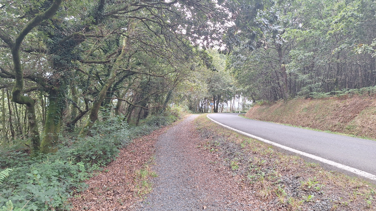Camino del Norte, erdei út