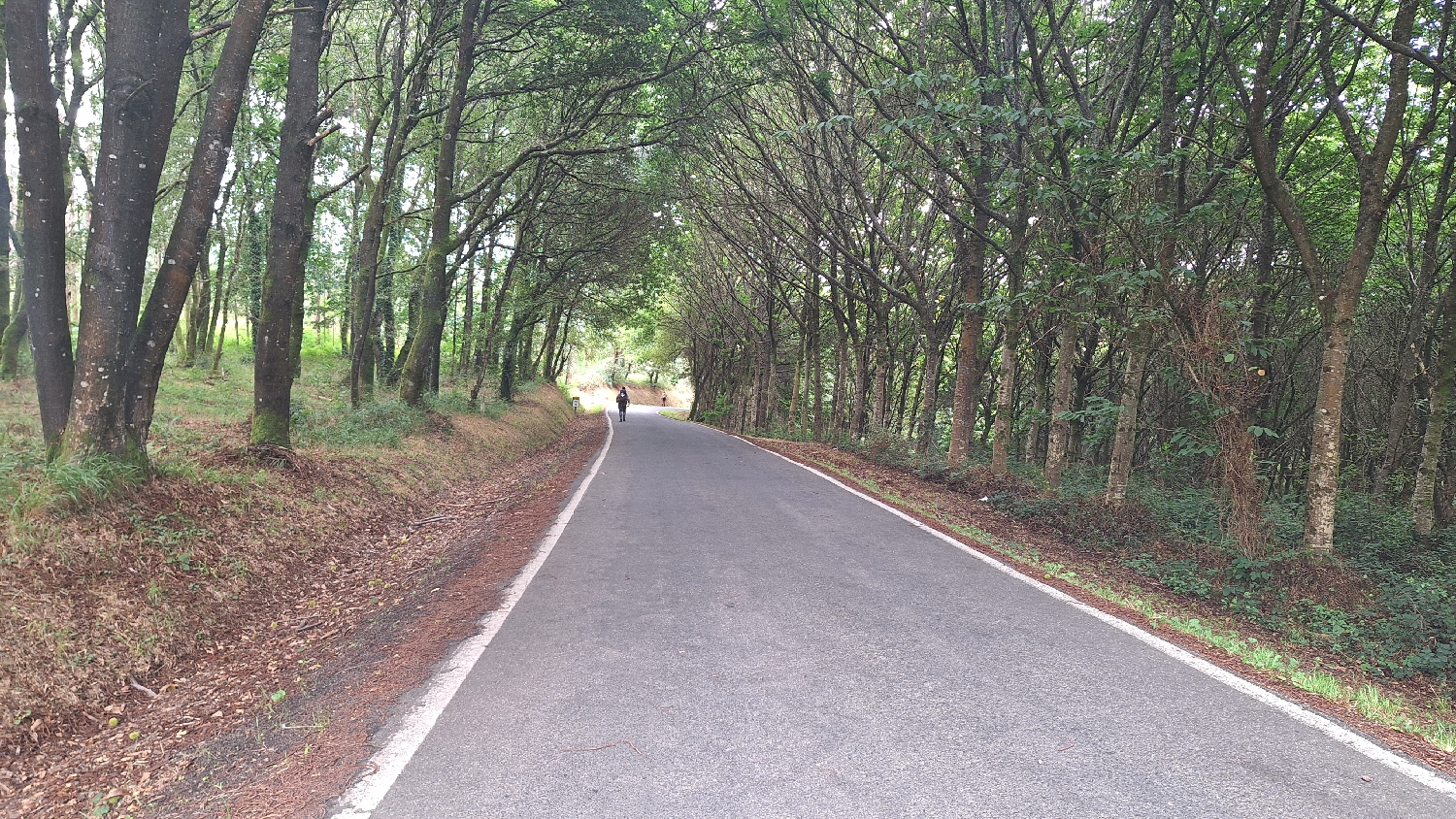 Camino del Norte, erdei út
