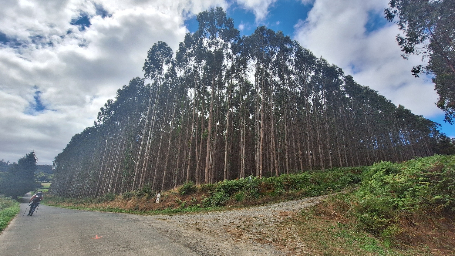 Camino del Norte, erdei út