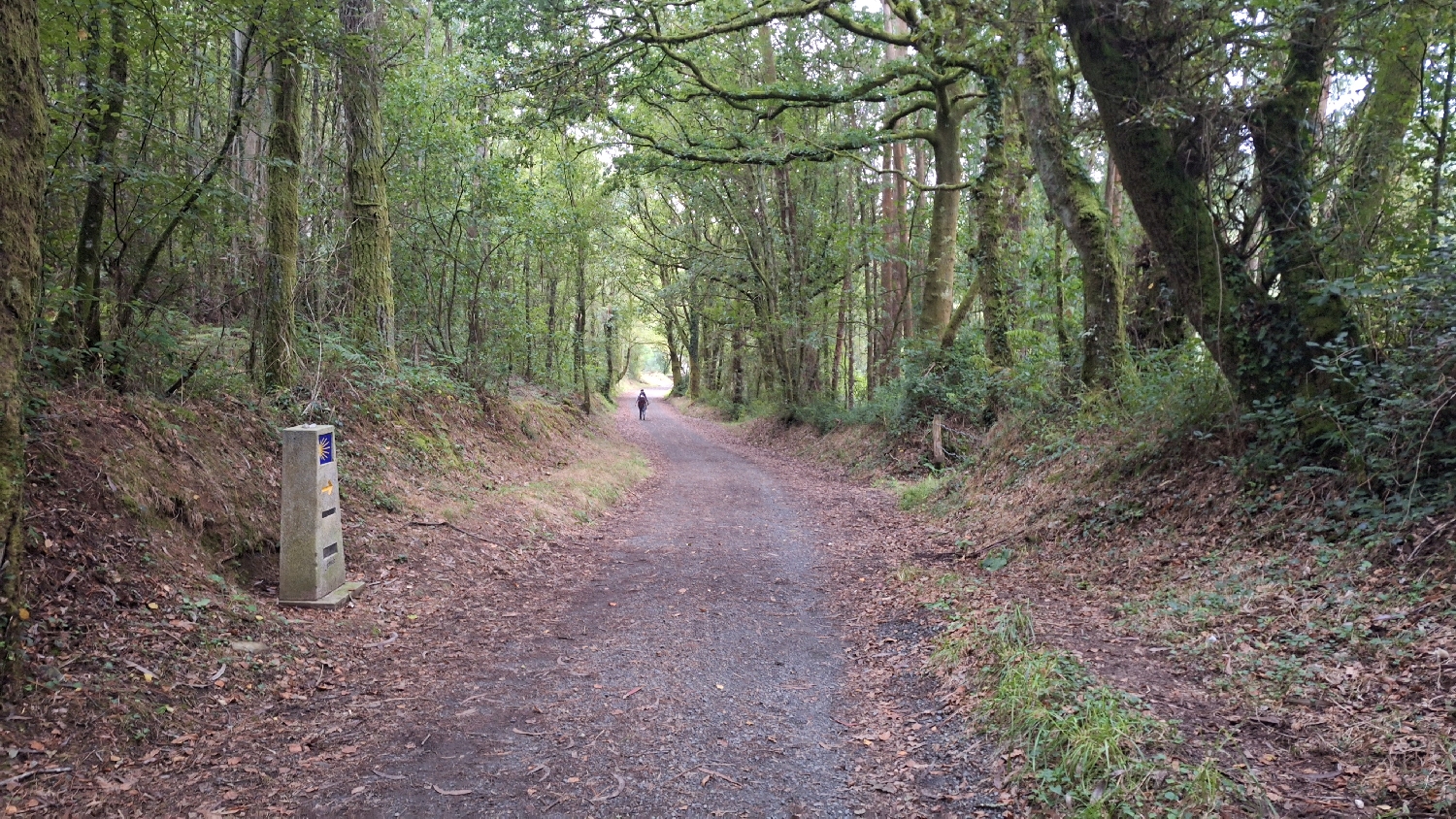 Camino del Norte, erdei út