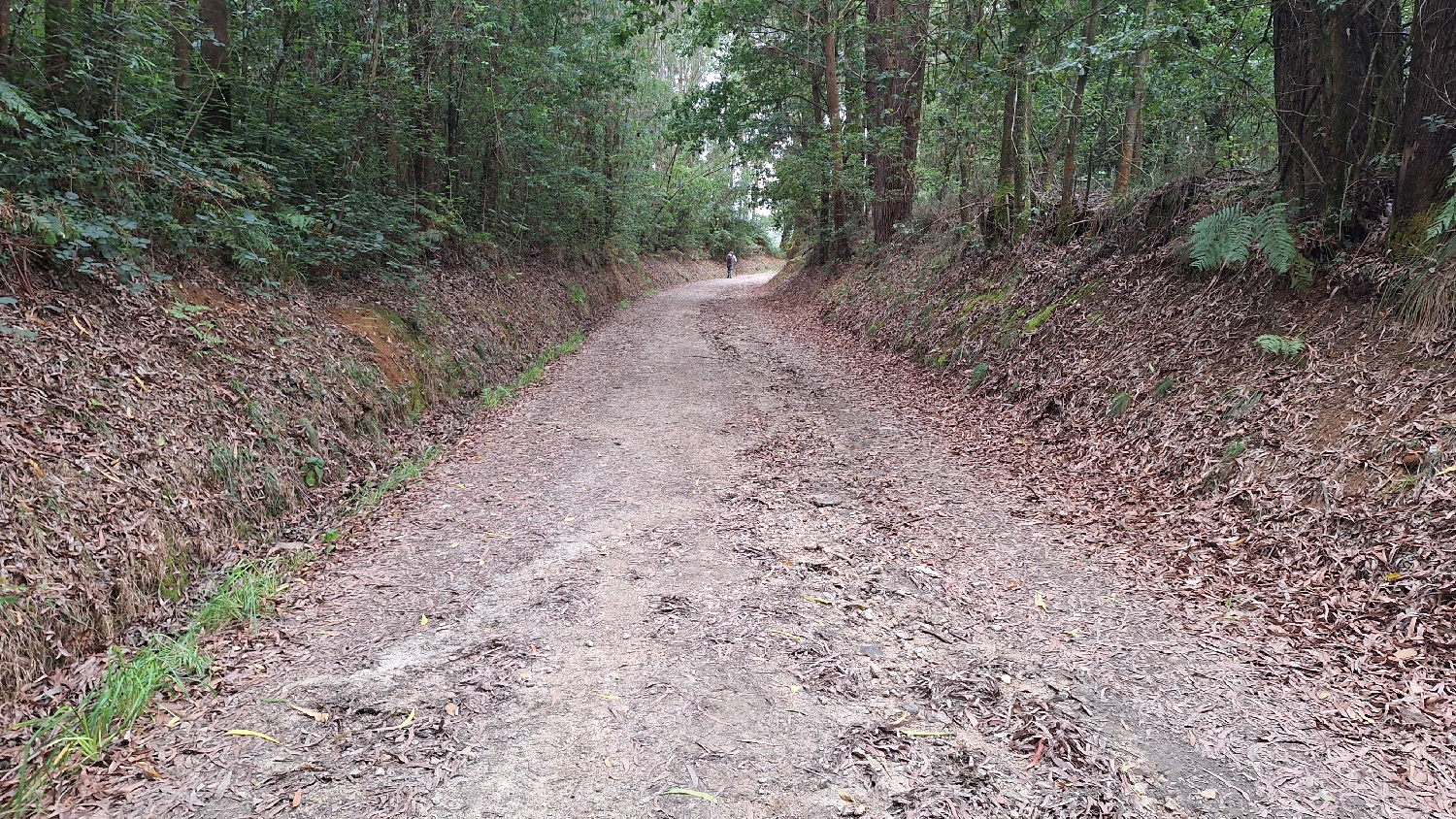 Camino del Norte, erdei út