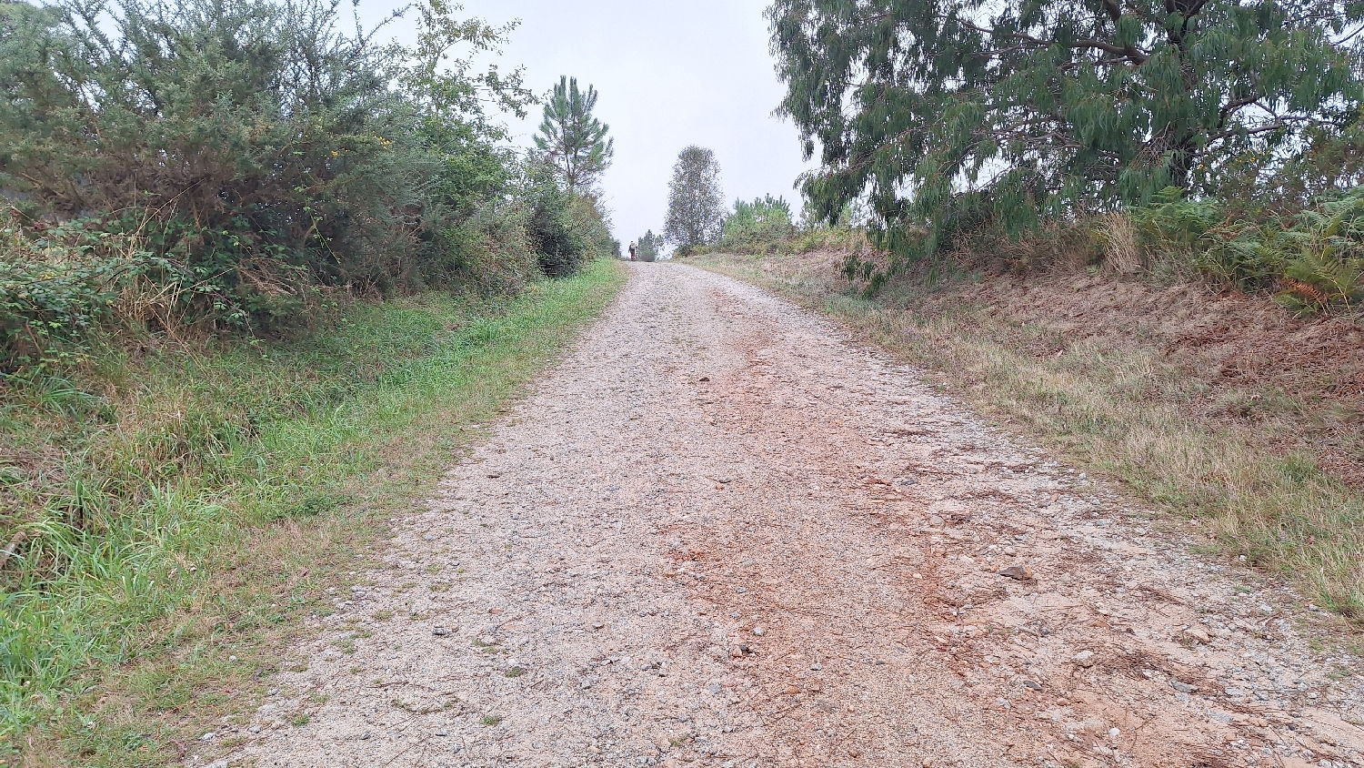 Camino del Norte, erdei út