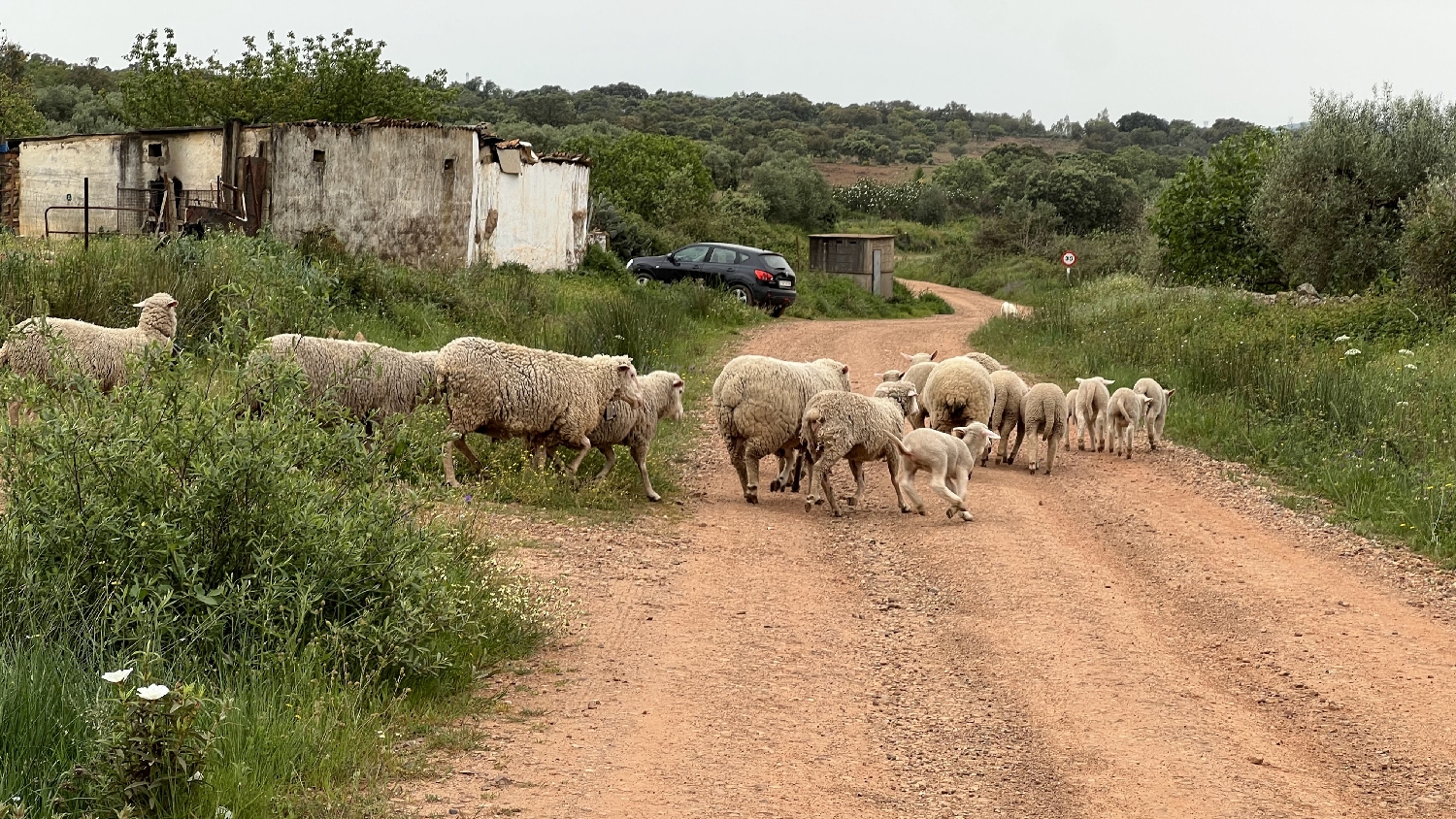 Vía de la Plata, a széles gyalogúton most éppen birkák..