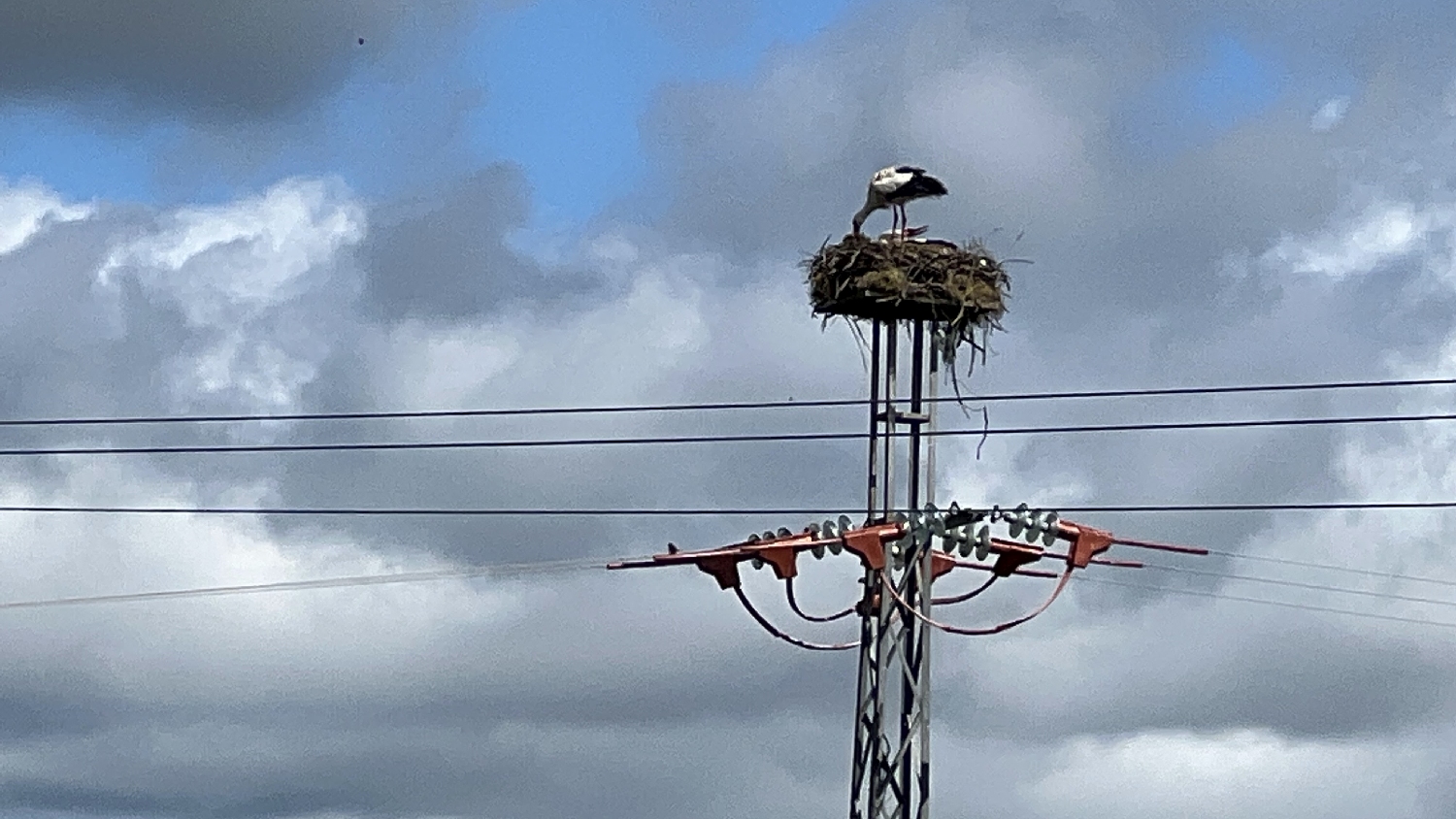 Vía de la Plata, gólyafészek