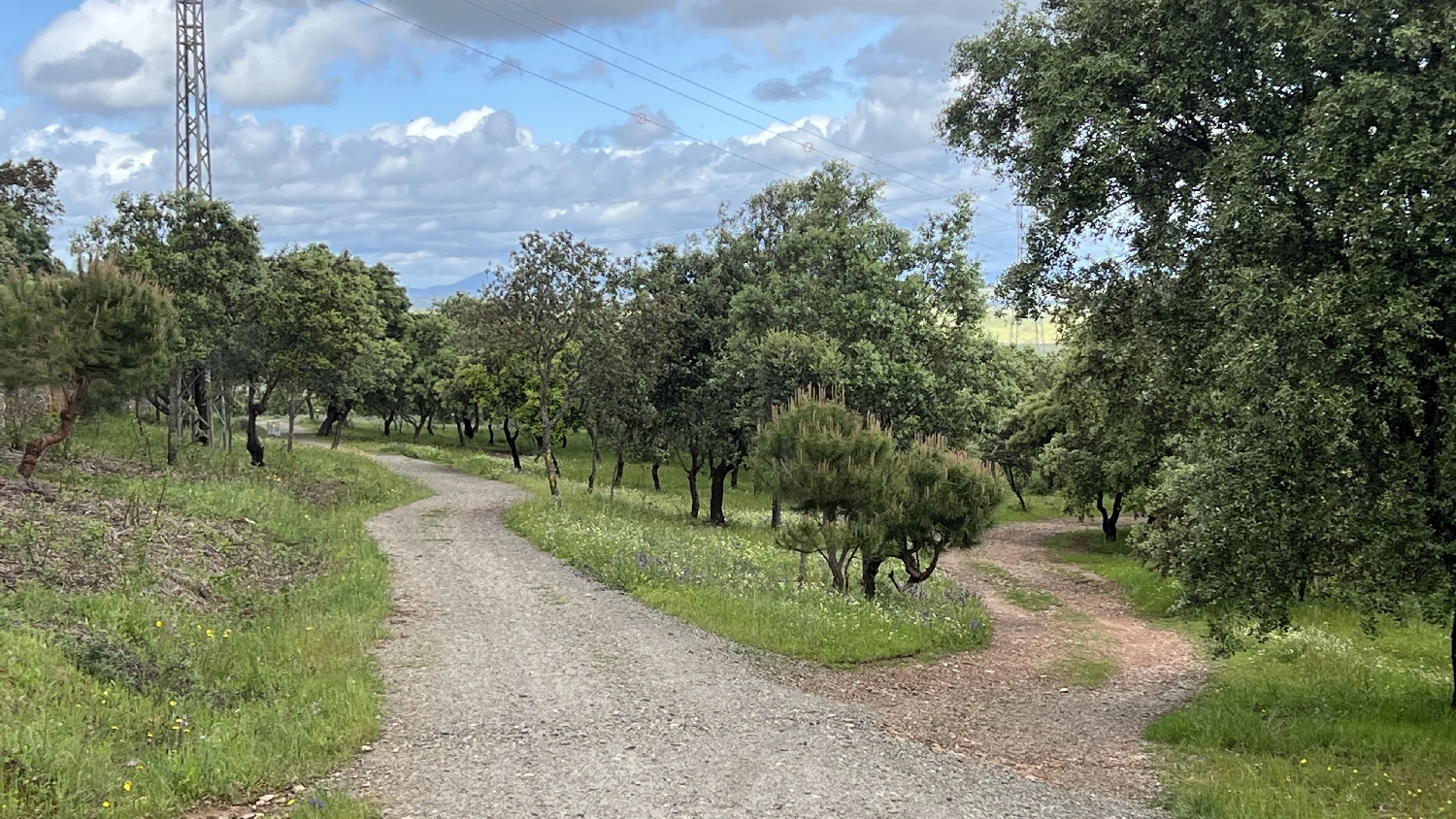 Vía de la Plata, szép liget