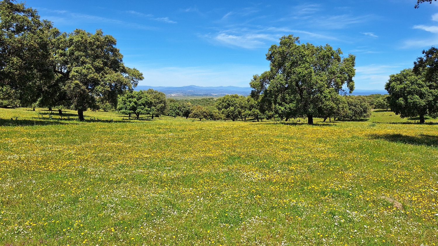 Vía de la Plata, csodálatos dehesa