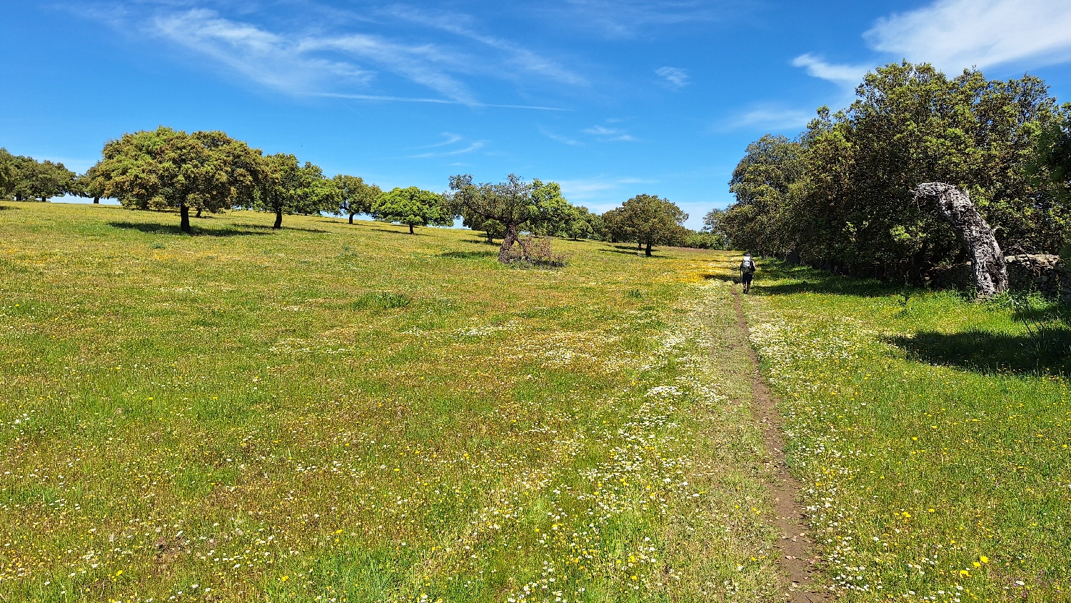 Vía de la Plata, csodálatos dehesa