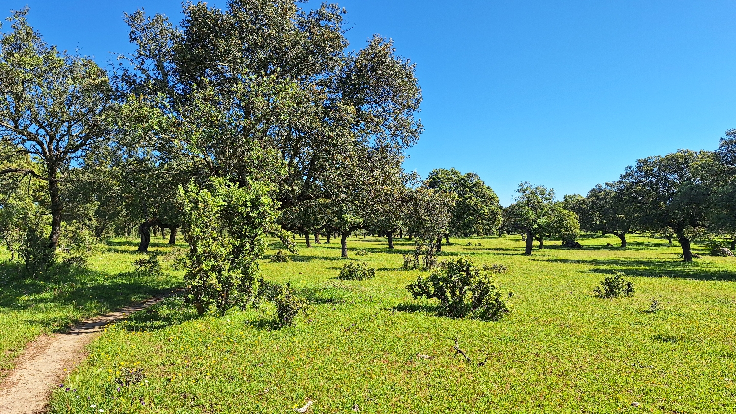 Vía de la Plata, a csodálatos dehesa