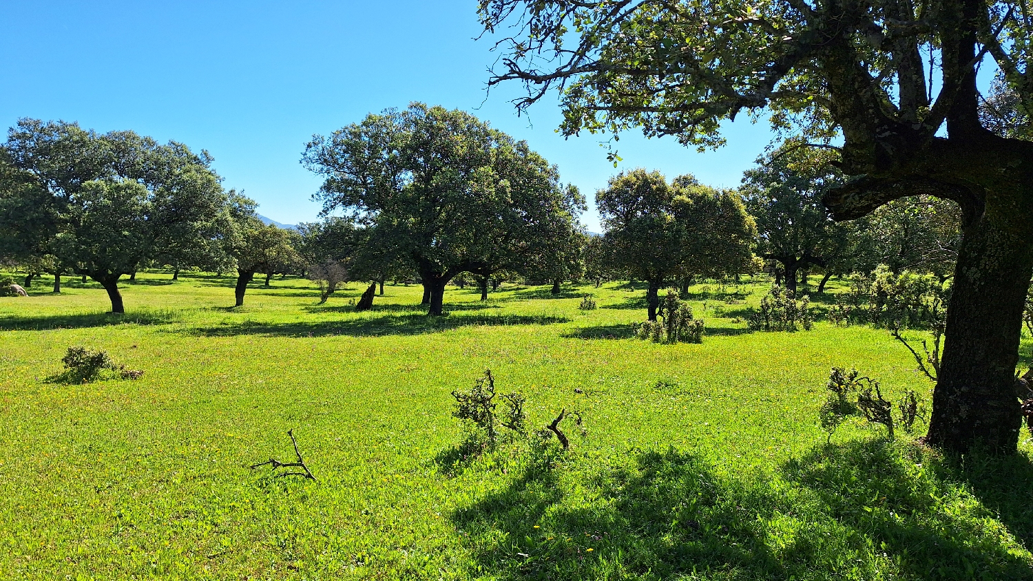 Vía de la Plata, a csodálatos dehesa