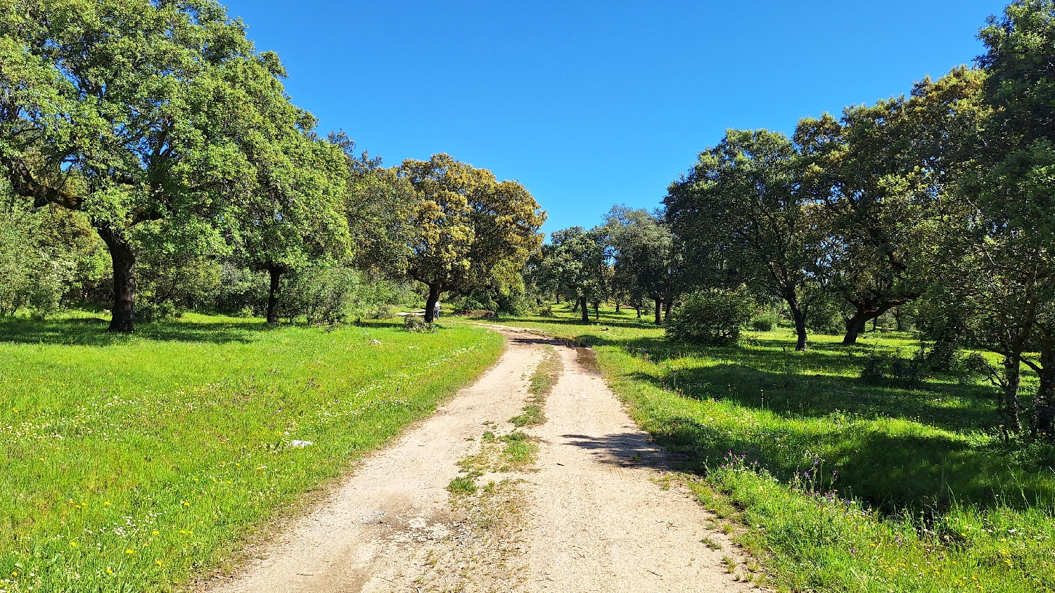 Vía de la Plata, a csodálatos dehesa