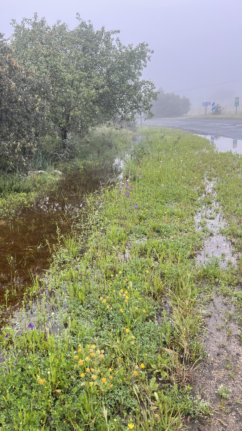 Vía de la Plata, országút menti hatalmas tócsa