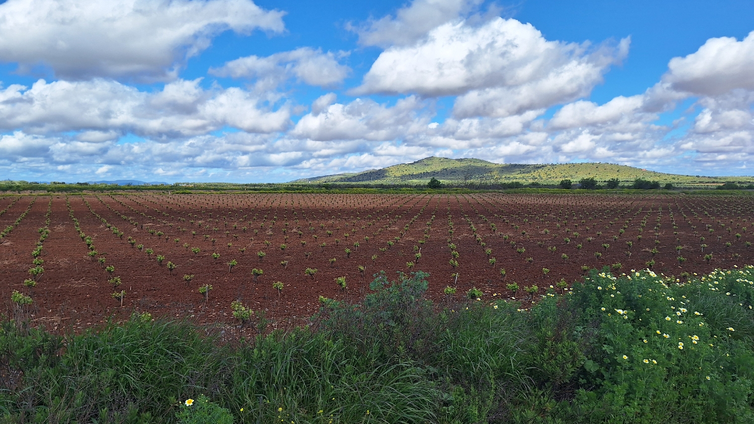 Vía de la Plata, szőlőültetvény