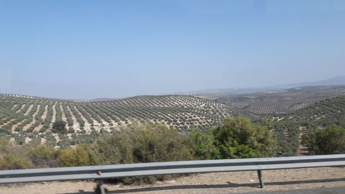 Andalúz körutazás, utazás busszal Granadába olívaültetvények mellett