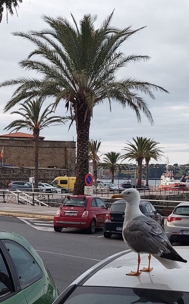 Camino Inglés, Ferrol, sirály