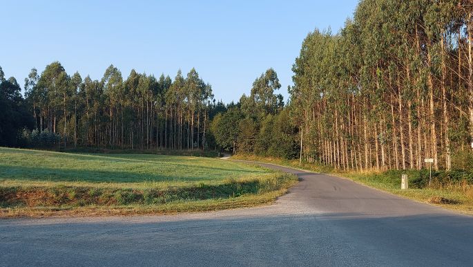 Camino Inglés, Angol út, zöld táj és aszfaltút