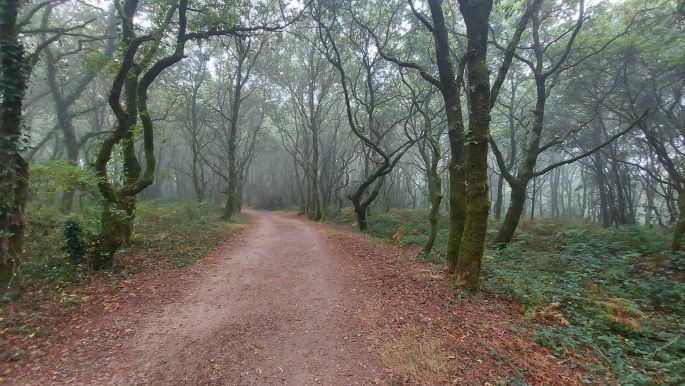 Camino Inglés, Angol út, varázslatos erdő