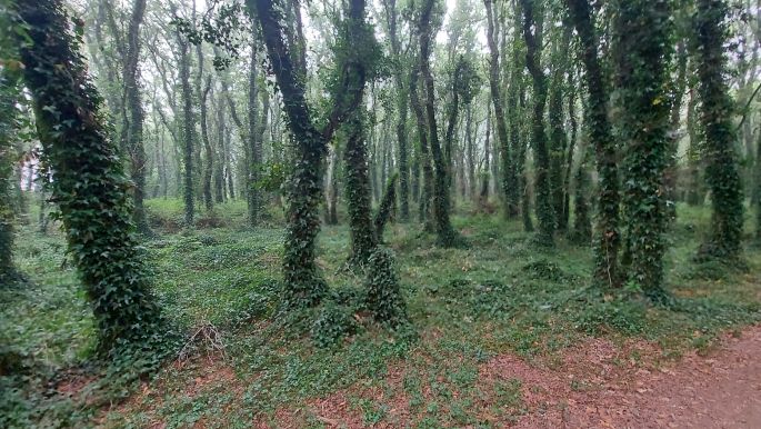 Camino Inglés, Angol út, varázslatos erdő
