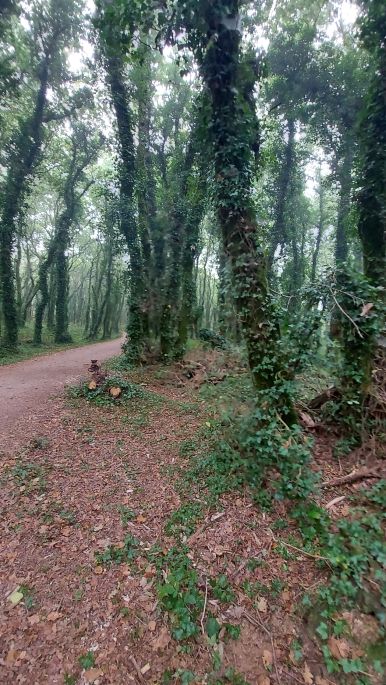 Camino Inglés, Angol út, varázslatos erdő