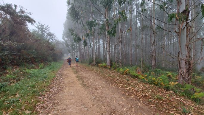 Camino Inglés, Angol út, eukaliptusz erdő