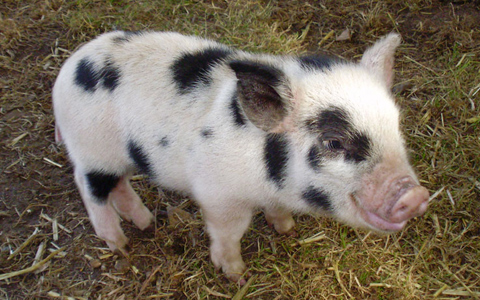 091008_pigs3.jpg