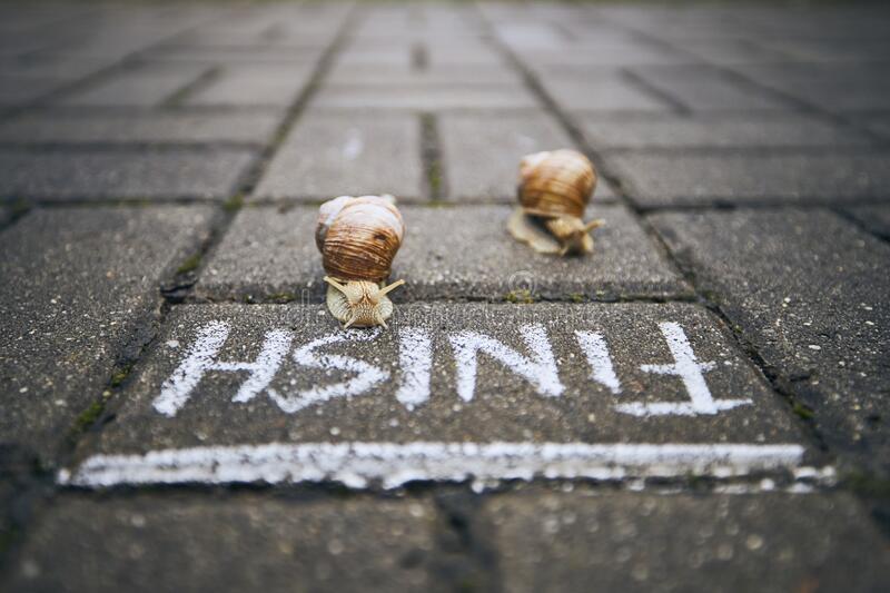 racing-snails-front-finish-line-close-up-themes-competition-winning-funny-animals-188956906.jpg