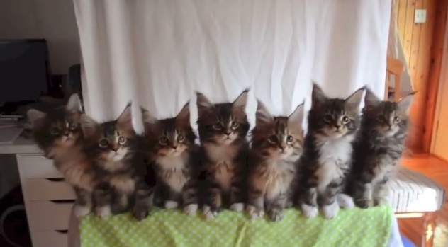 chvrches-kittens.jpg