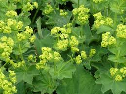 Image result for alchemilla vulgaris