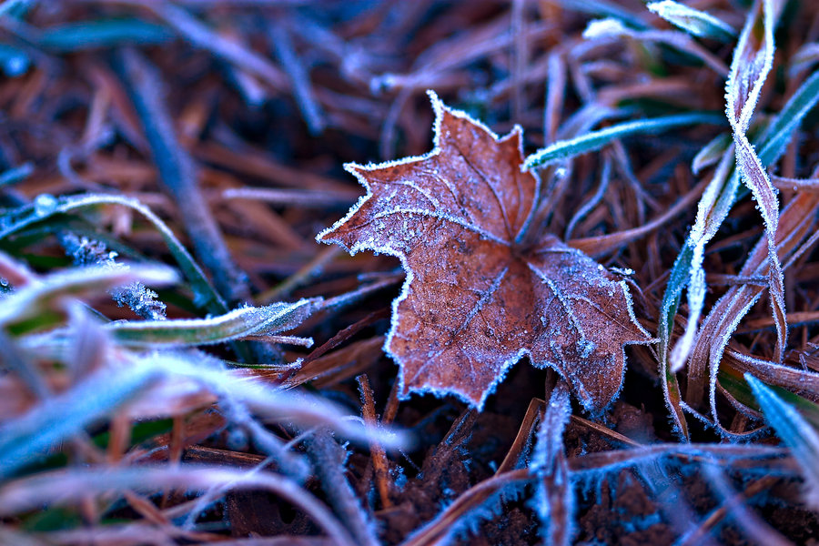 fall_frost_on_the_leaves_by_horsefeathers1-d340ajr.jpg