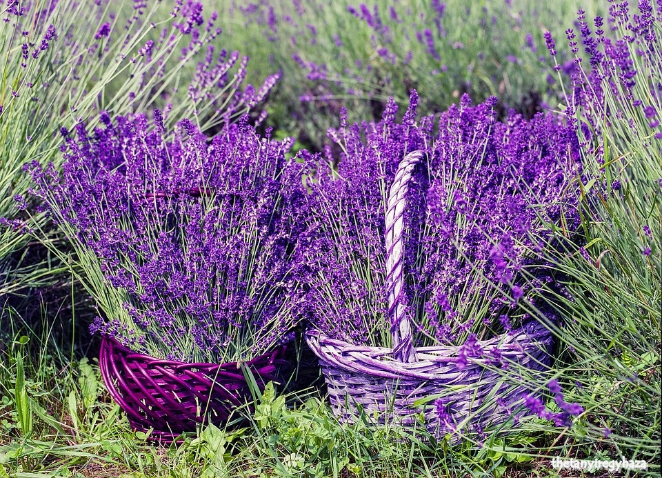 lavender-1478111_960_720.jpg