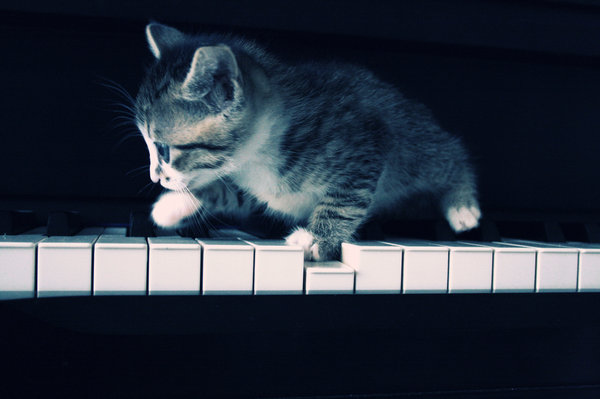 cat_who_play_the_piano_by_gnce.jpg
