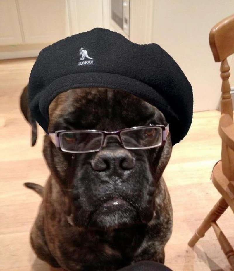 ed68d65090620e2c3b66781a6b375f74-dog-may-actually-be-samuel-l-jackson.jpg