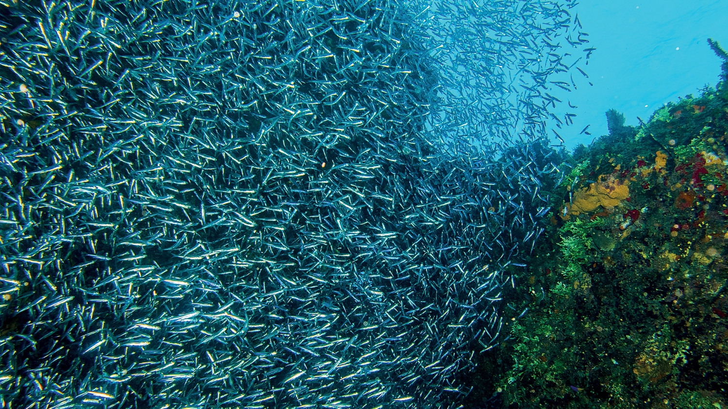 sardines.jpg