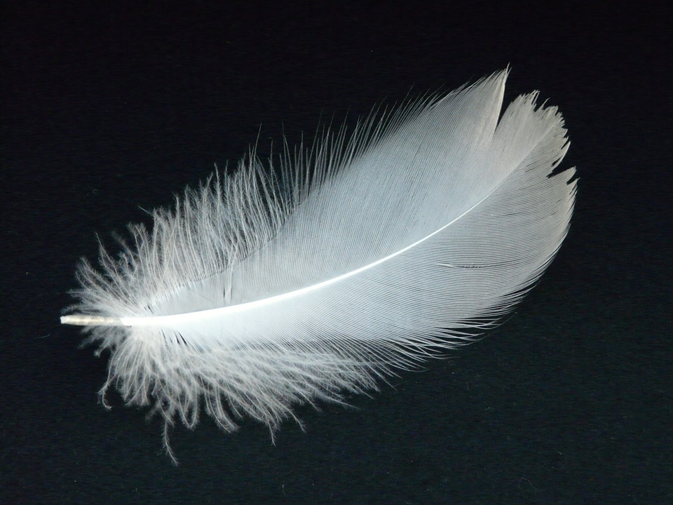 swan-feather-16307_960_720.jpg
