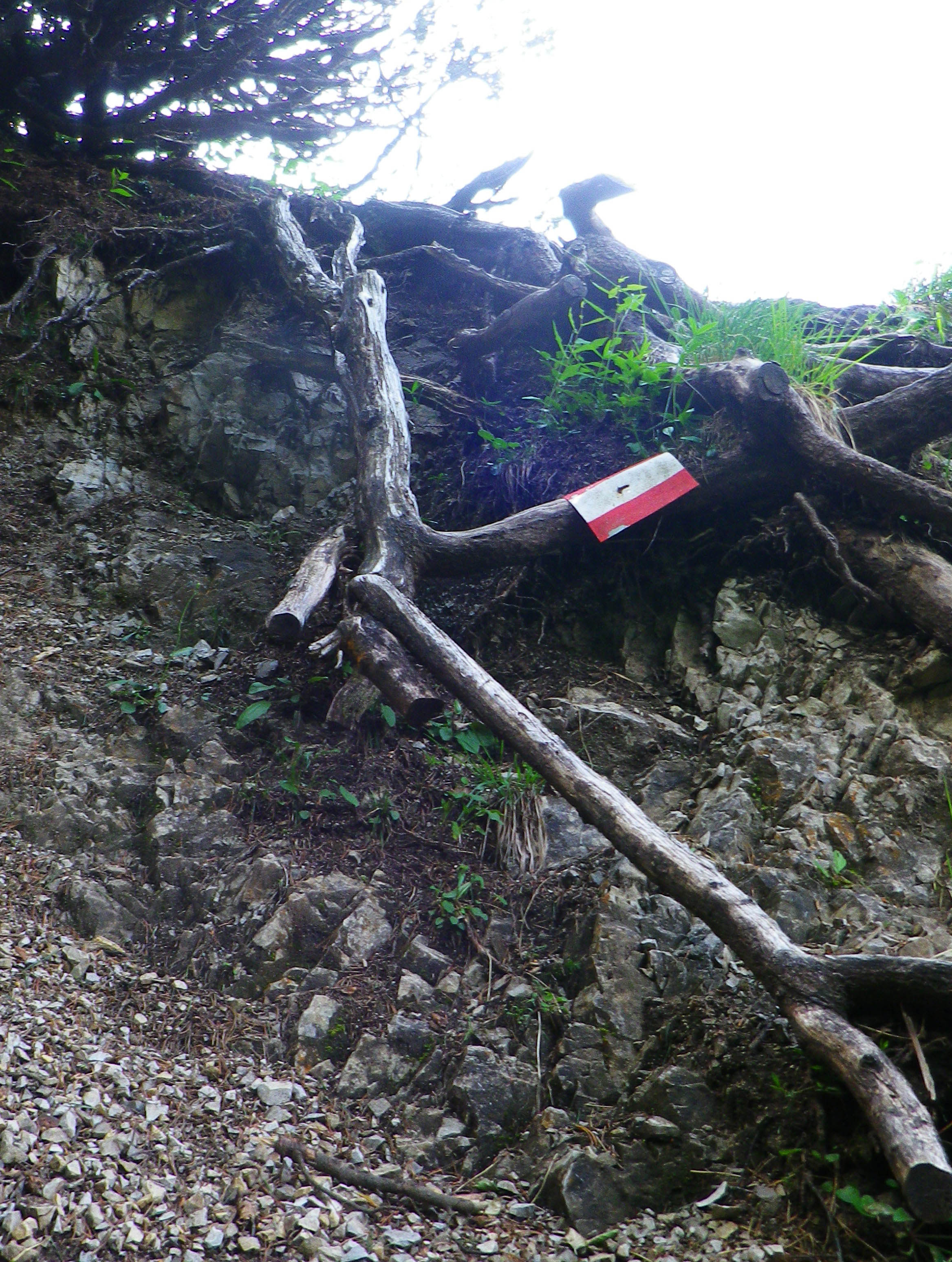 root.jpg