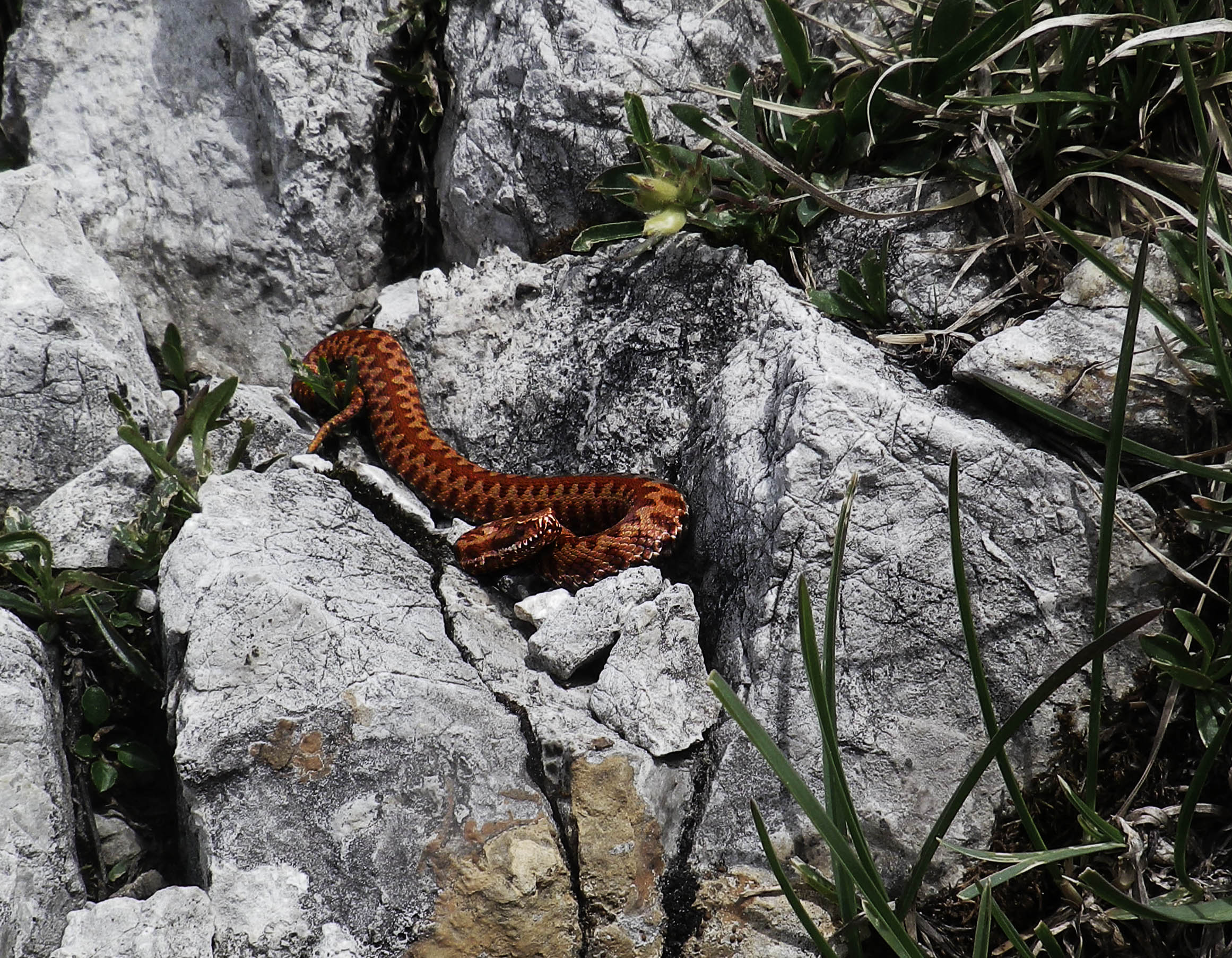 snake.jpg