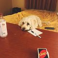Echo was losing in UNO last night and didn't handle it too well. 
