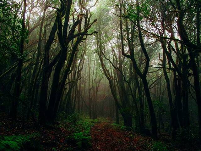 A sikoltó erdő