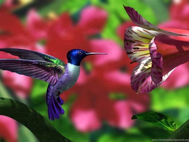 Történetek a kolibri madárról