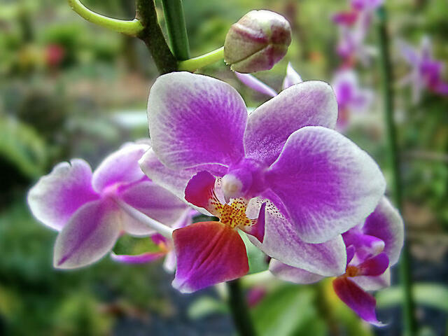 Történetek az orchideákról