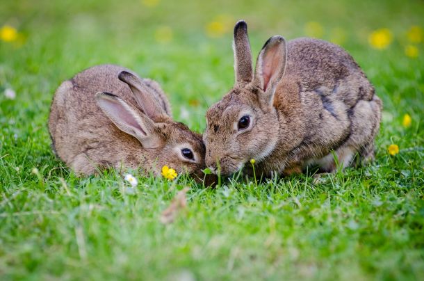 2-rabbits-eating-grass-at-daytime-33152-610x404.jpg