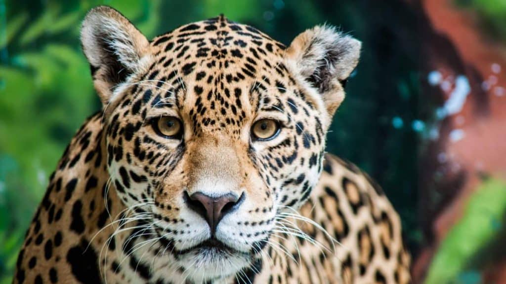 jaguar-extinction-1-1024x576.jpg