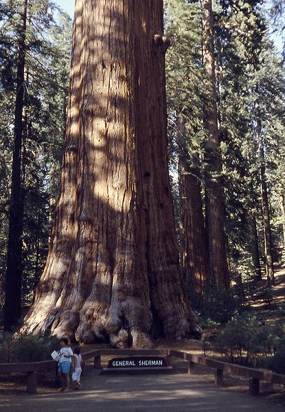 415px-6209-GenShermanTree-SequoiaNatPark.jpg