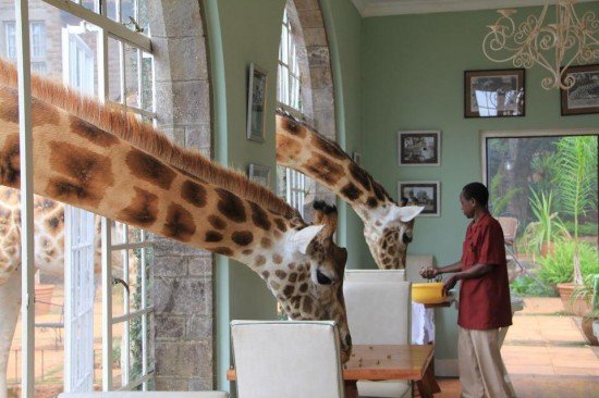 Giraffe-Manor-Kenya-550x366.jpg