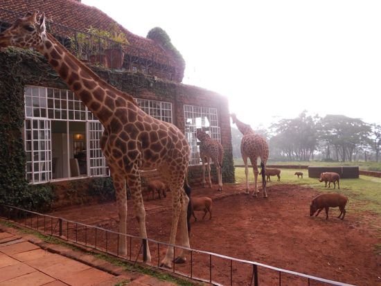 Giraffe-Manor-Kenya2.jpg
